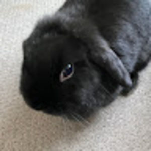 Meet your Posher, Pepper